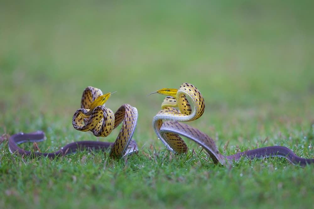 Dynamic Snake Duel by Phat Dao Tan — canvas wall art
