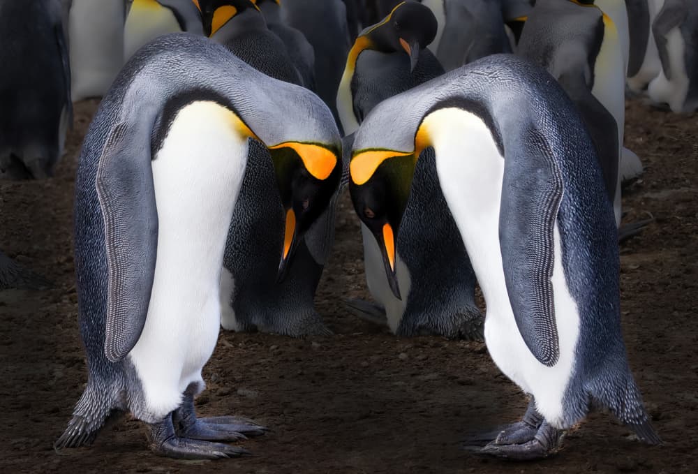 Elegant King Penguins by DonnaHom APA — canvas wall art