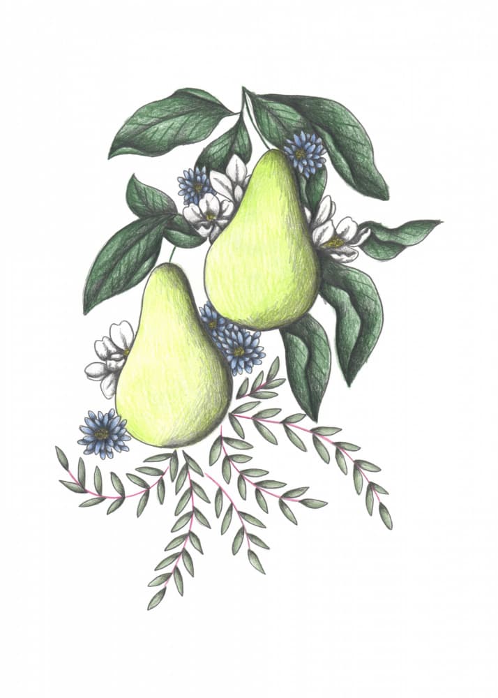 Fresh Green Pears by Cecilia Battaini — canvas wall art