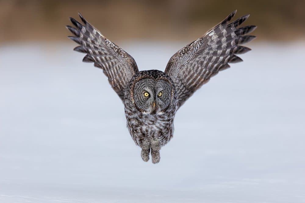 Majestic Owl in Winter by Jun Zuo — canvas wall art