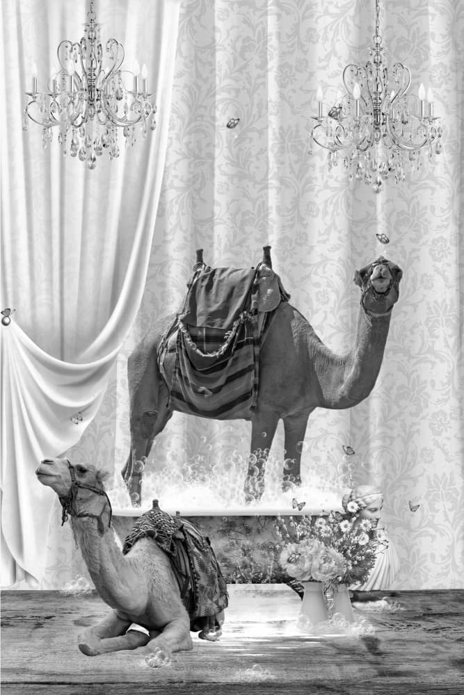 Whimsical Camel Bath by Sue Skellern — canvas wall art