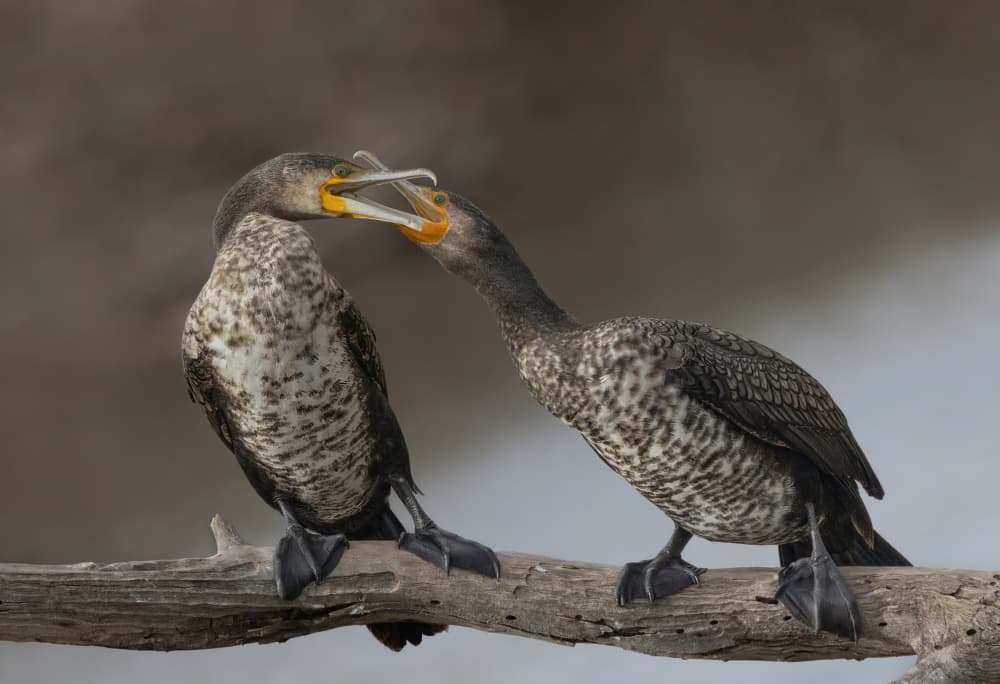 Two Birds Feeding by Guy Wilson — canvas wall art