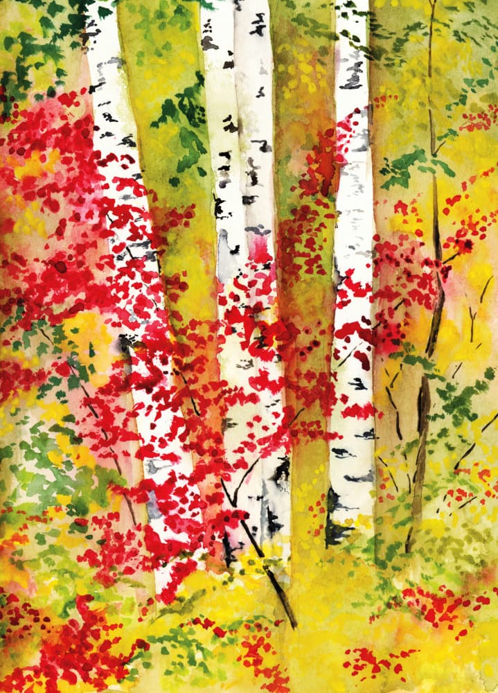 Vibrant Autumn Birches by RodMacIver — canvas wall art