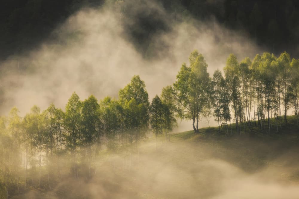 Trees in Morning Mist by Vlad Paulet — canvas wall art