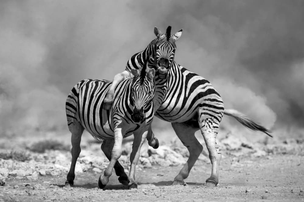 Zebras Play Fighting by Joanna W — canvas wall art