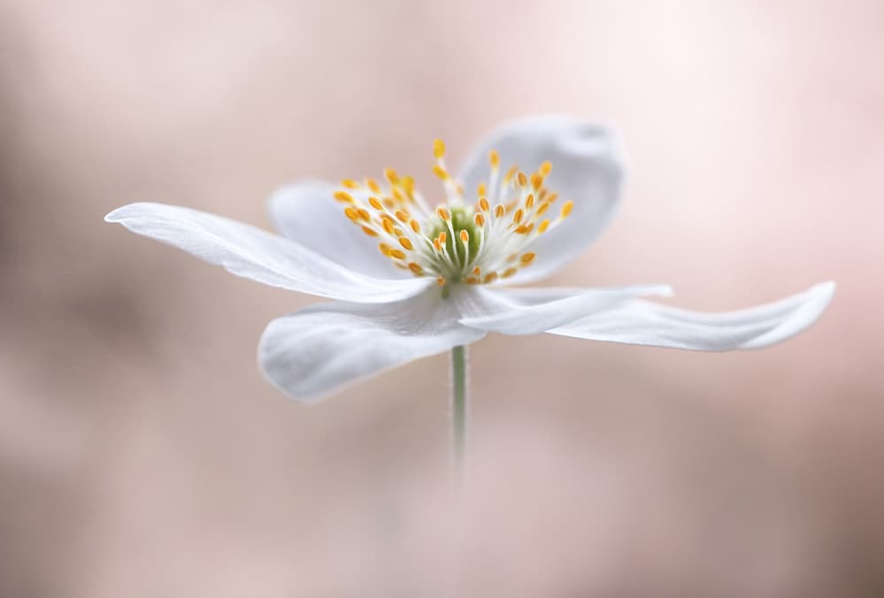 Anemone Nemorosa by Mandy Disher — canvas wall art