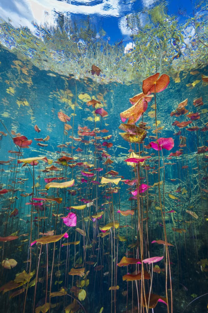 Colorful Underwater Garden by Gustavo Costa — canvas wall art