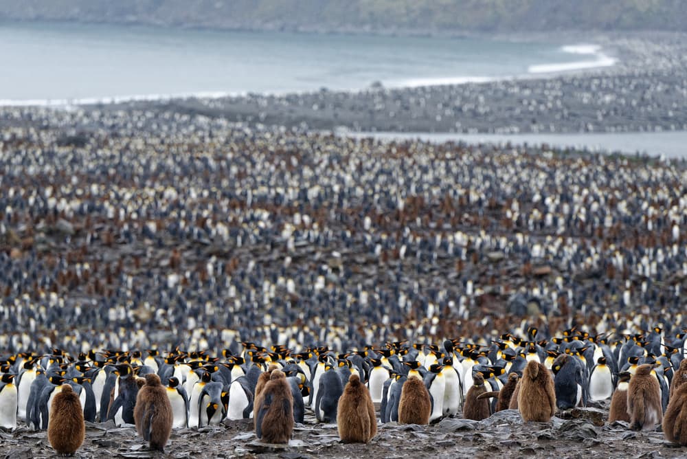 Vast King Penguin Colony by kahi — canvas wall art