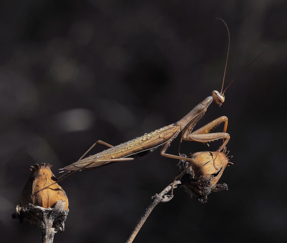 Dewdrop Praying Mantis by Thierry Dufour — canvas wall art