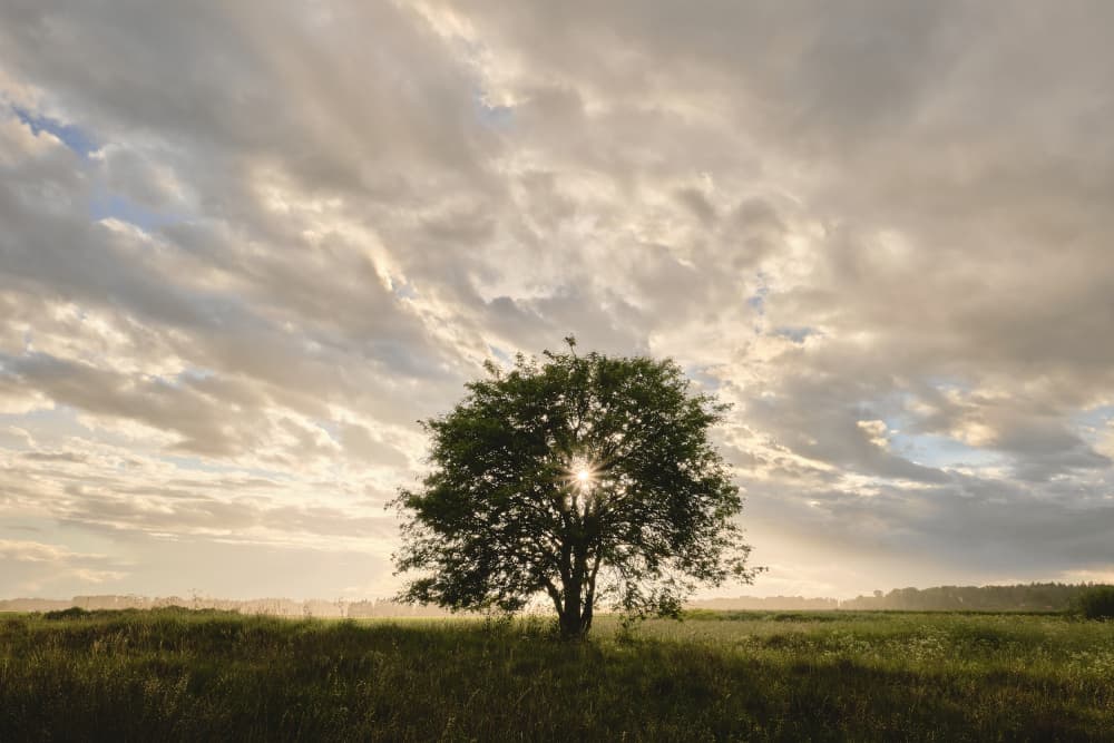 Lone Tree Golden Light by Hamed Bank — canvas wall art