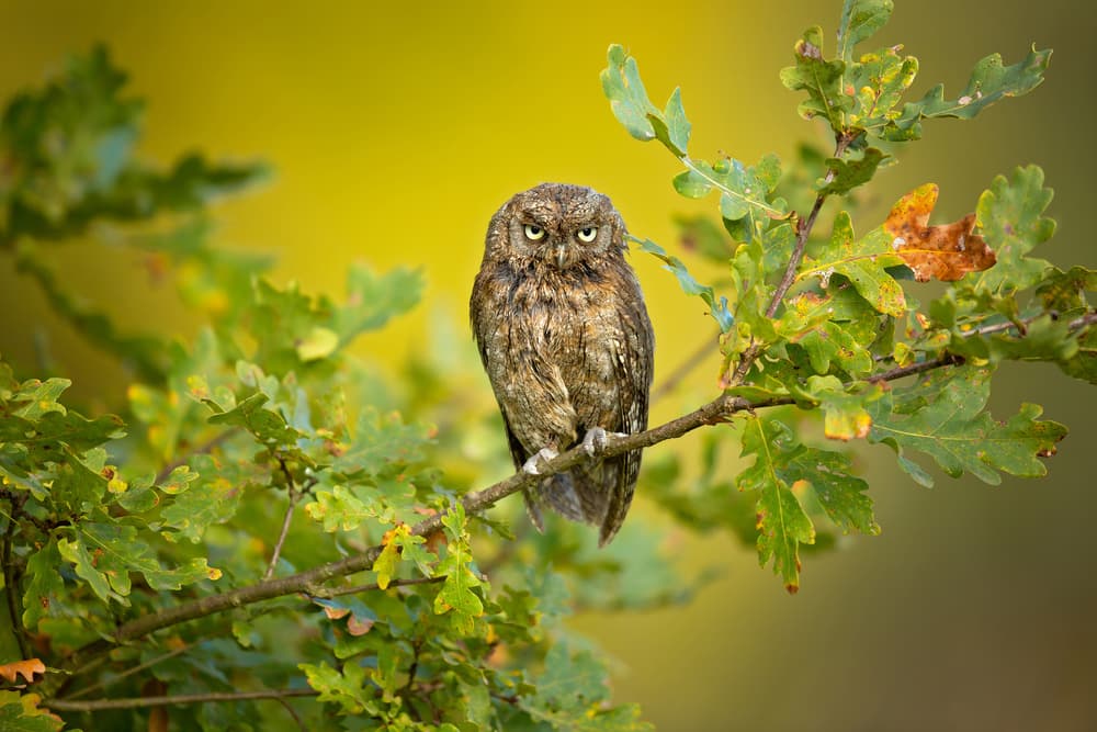 Attentive Forest Owl by Milan Zygmunt — canvas wall art