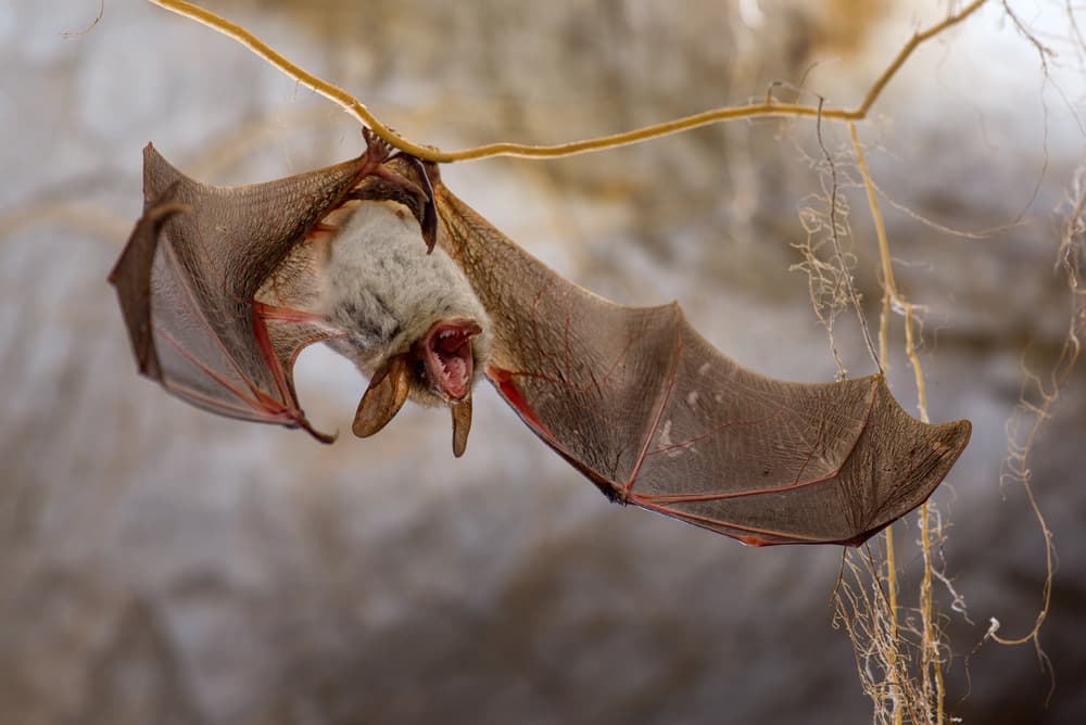 Hanging Bat's Call by Christian Roustan (Kikroune) — canvas wall art