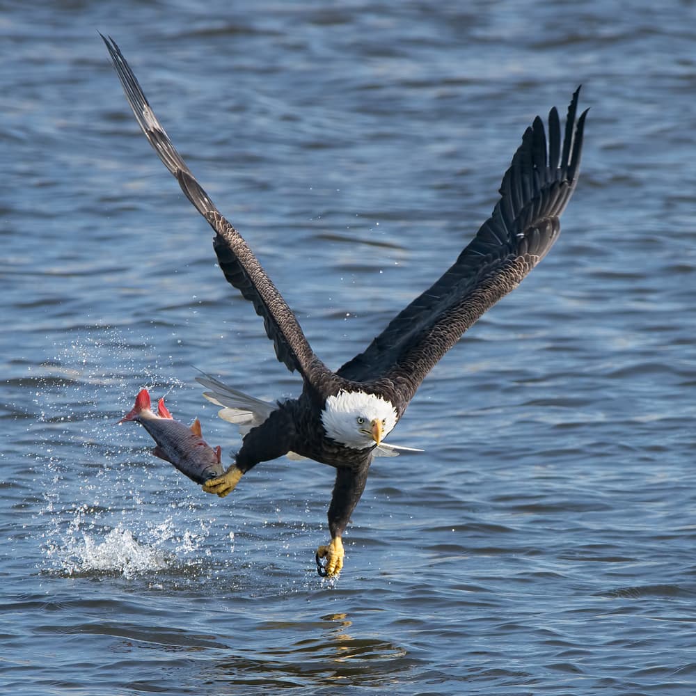 Bald Eagle Catches Fish by John Fan — canvas wall art