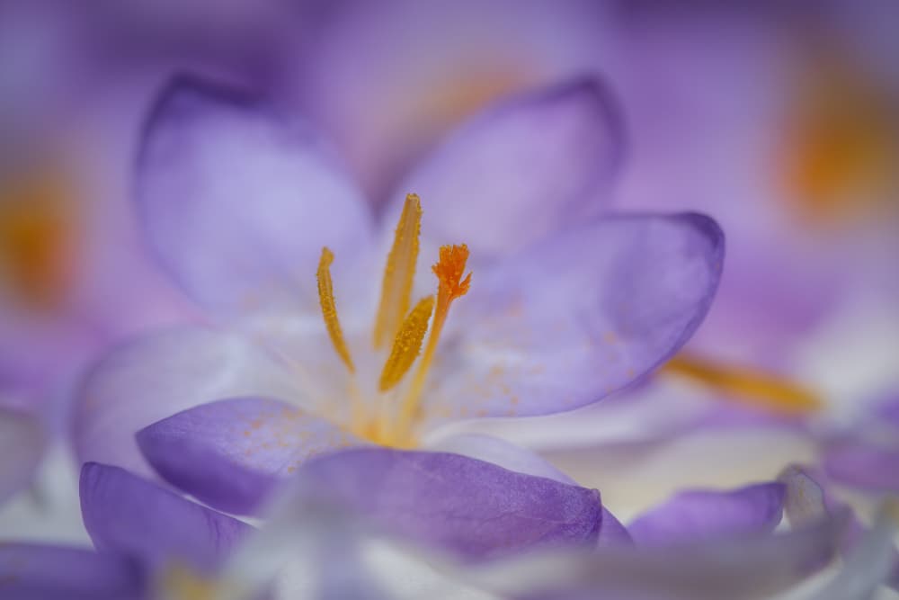 Soft Purple Crocus Bloom