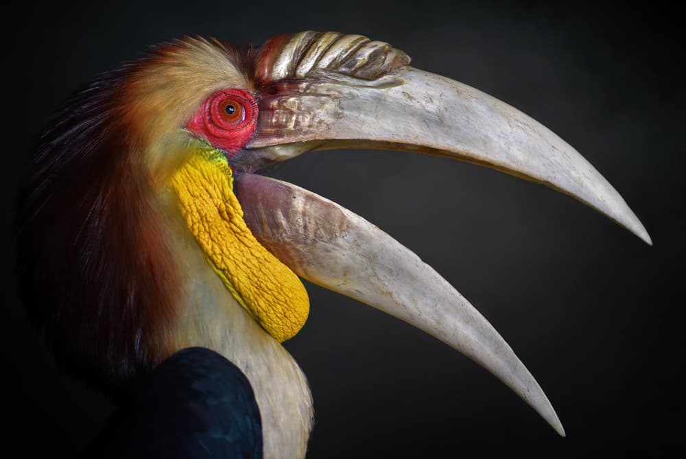 Wreathed Hornbill Portrait by Fahmi Bhs — canvas wall art