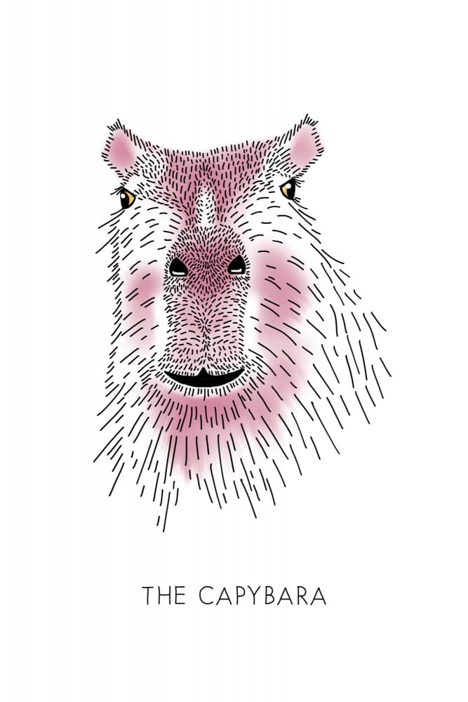Friendly Capybara Portrait by Alexandra Weise — canvas wall art