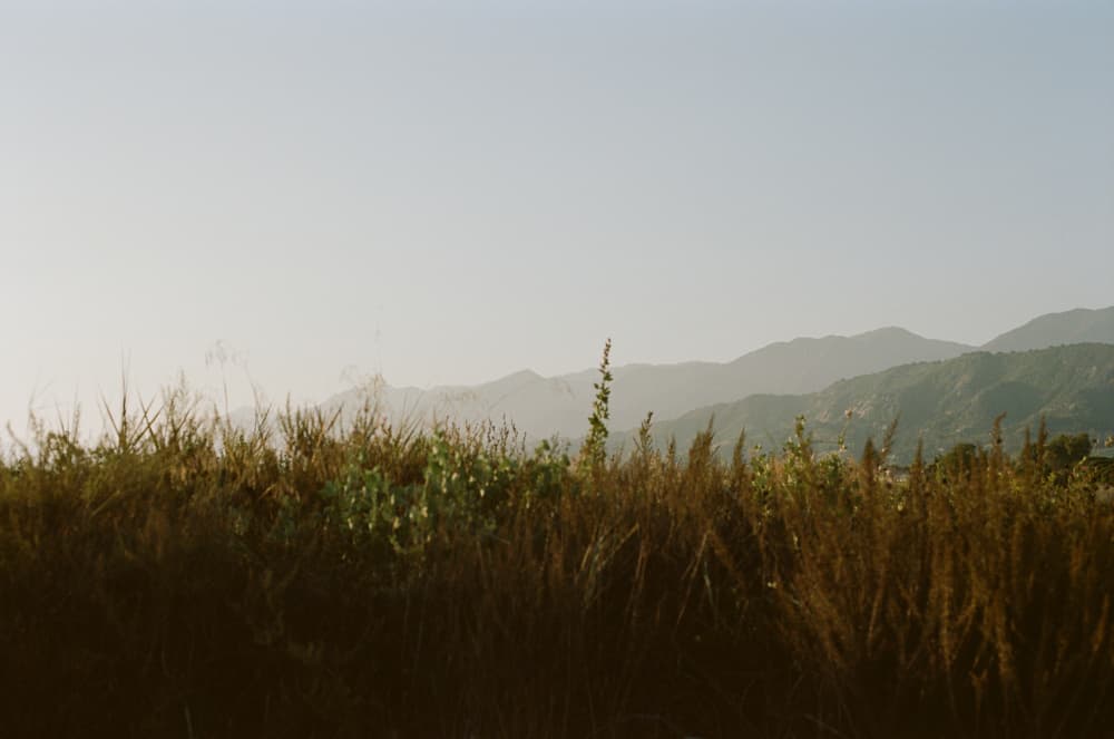 Golden Grass Mountains by Julie Pointer Adams — canvas wall art