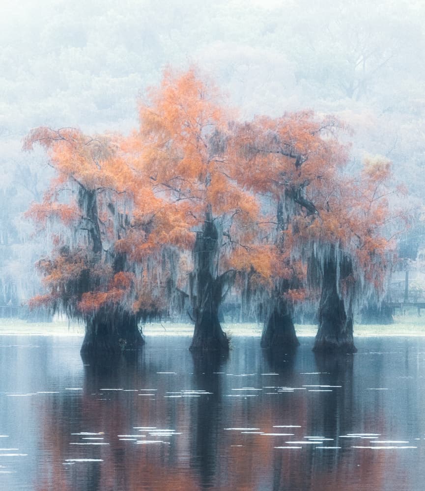 Misty Cypress Fall Reflections by Yanny Liu — canvas wall art