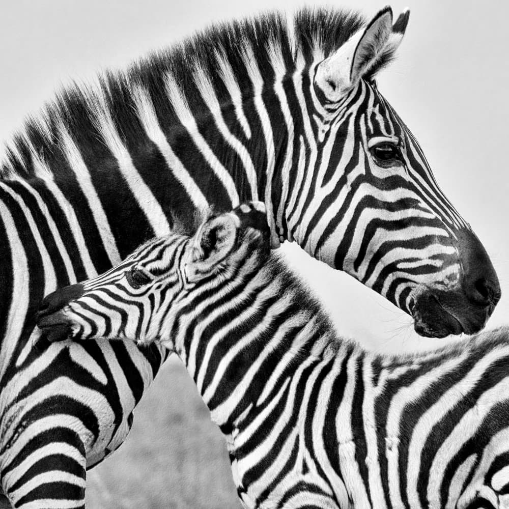 Zebra Family Bond by MIN LI — canvas wall art