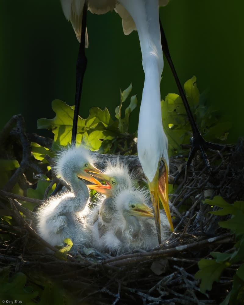 Feeding Egret Chicks by Qing Zhao — canvas wall art