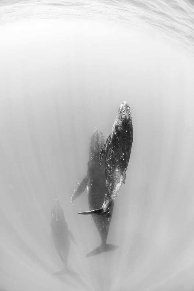 Humpback Whale Family by Andrey Narchuk — canvas wall art