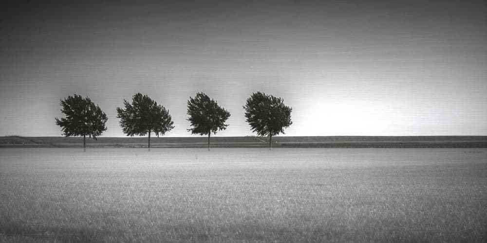 Four Trees Field by Annie Keizer — canvas wall art