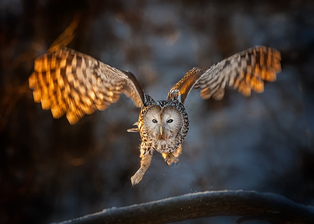 Flying Owl Golden Light by Annie Poreider — canvas wall art