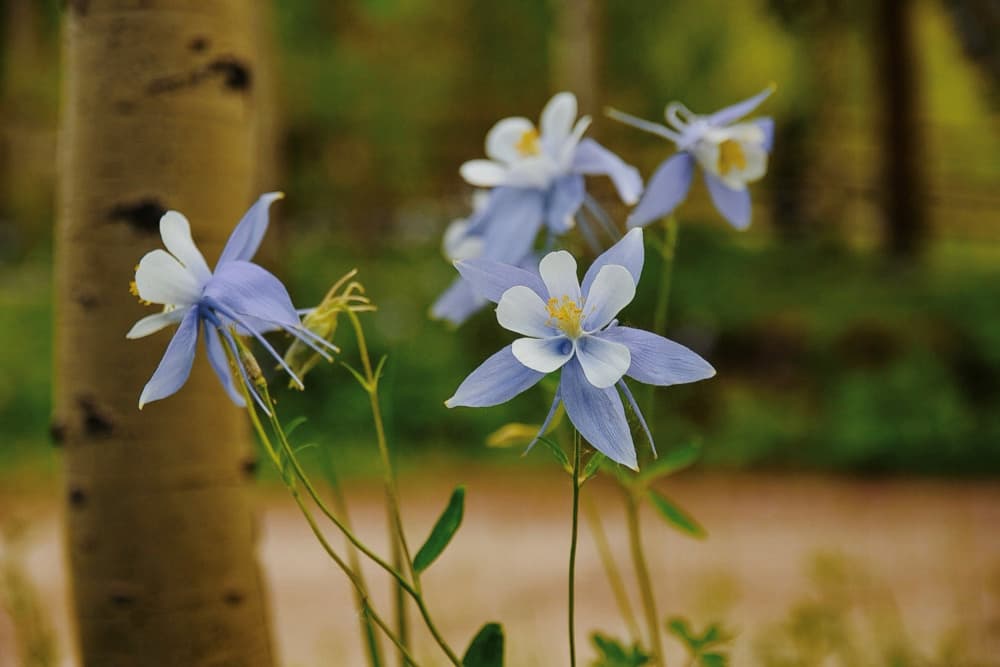 Delicate Mountain Columbines by Del Mundo Portraits — canvas wall art