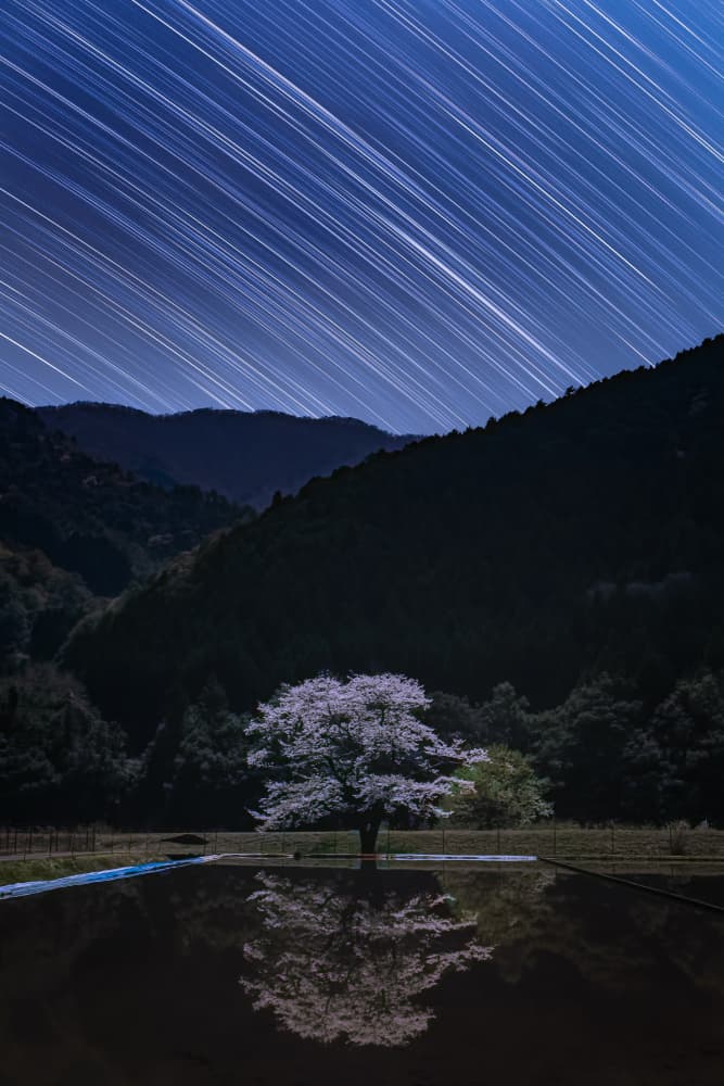 Blossom Tree Star Trails by Takeshi Mitamura — canvas wall art