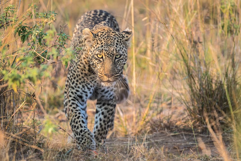 Intense Leopard Stare by Jeffrey C. Sink — canvas wall art