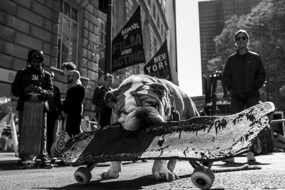 Sleepy Bulldog on Skateboard by Robert Sherman — canvas wall art
