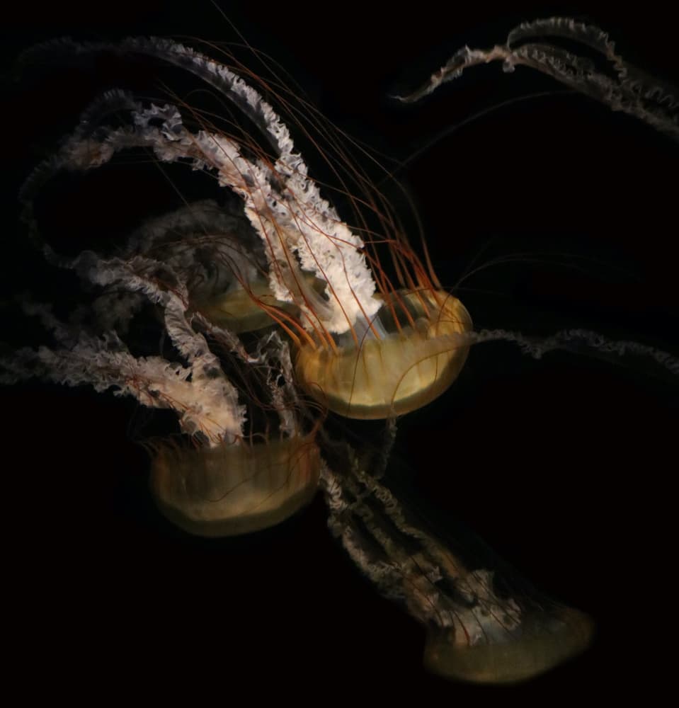 Ethereal Deep Sea Jellies by Robin Wechsler — canvas wall art