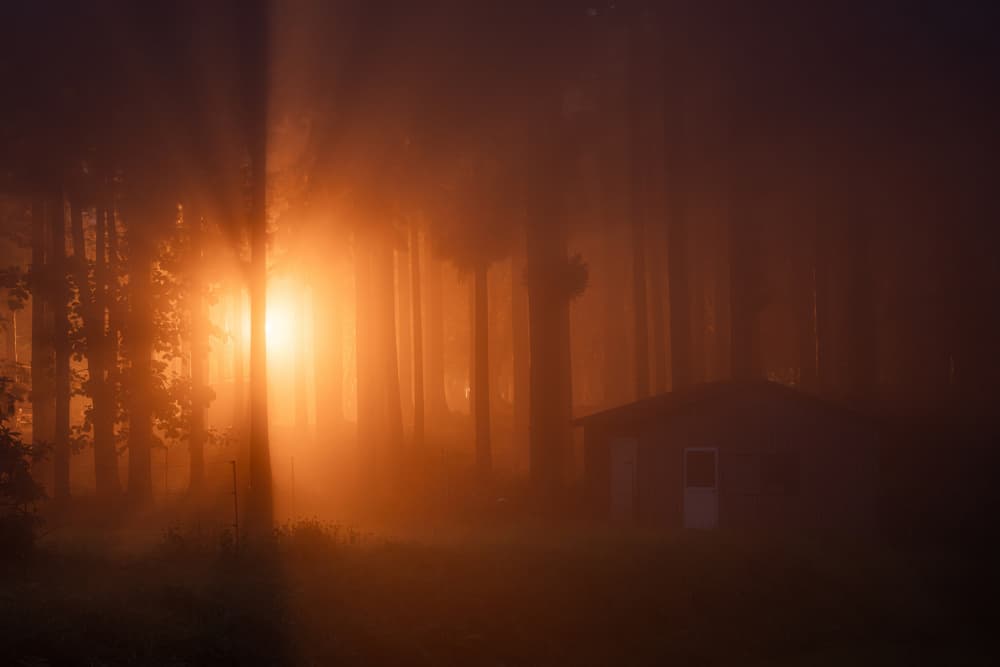 Orange Forest Glow by Hiroaki Ikeshita — canvas wall art
