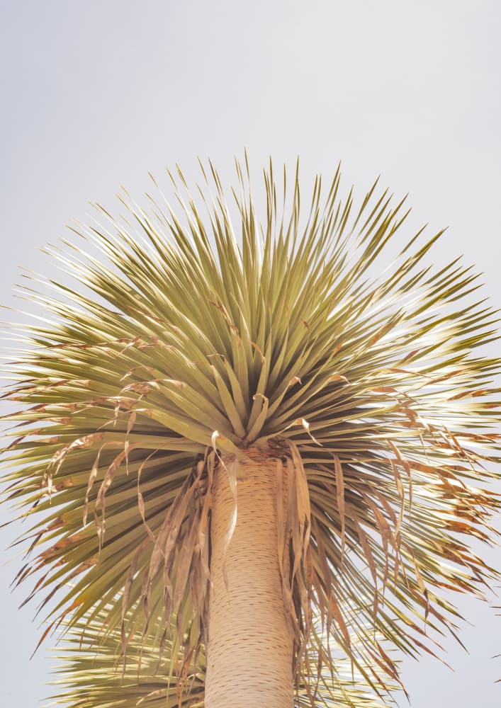 Desert Crown by Shot by Clint — canvas wall art