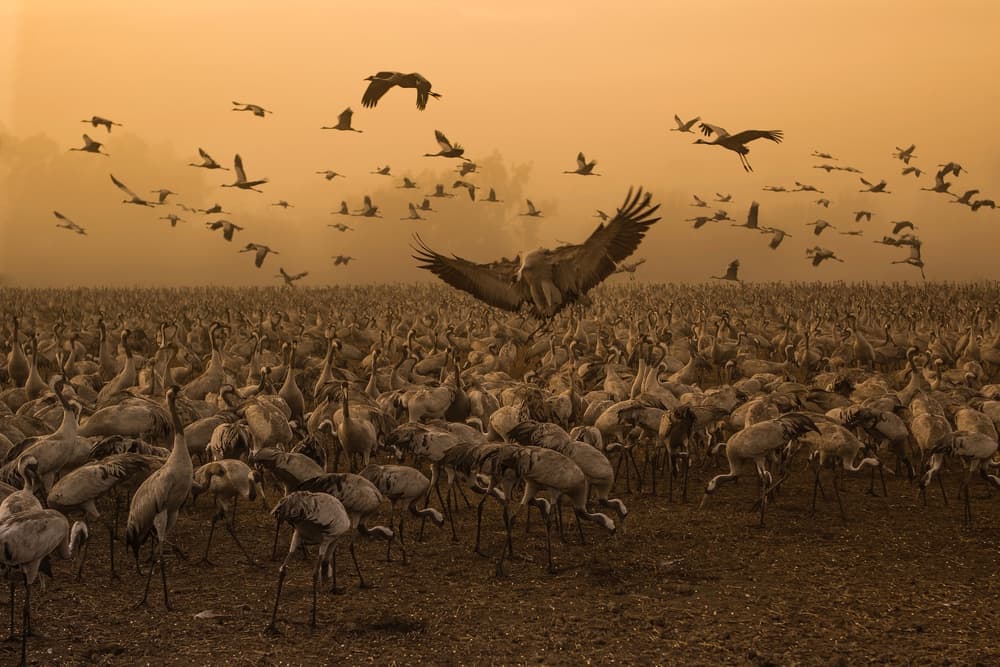 Golden Cranes Flying by Natalia Rublina — canvas wall art