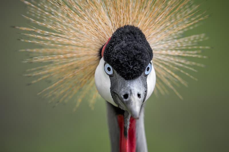 Majestic Crowned Crane by fegari — canvas wall art