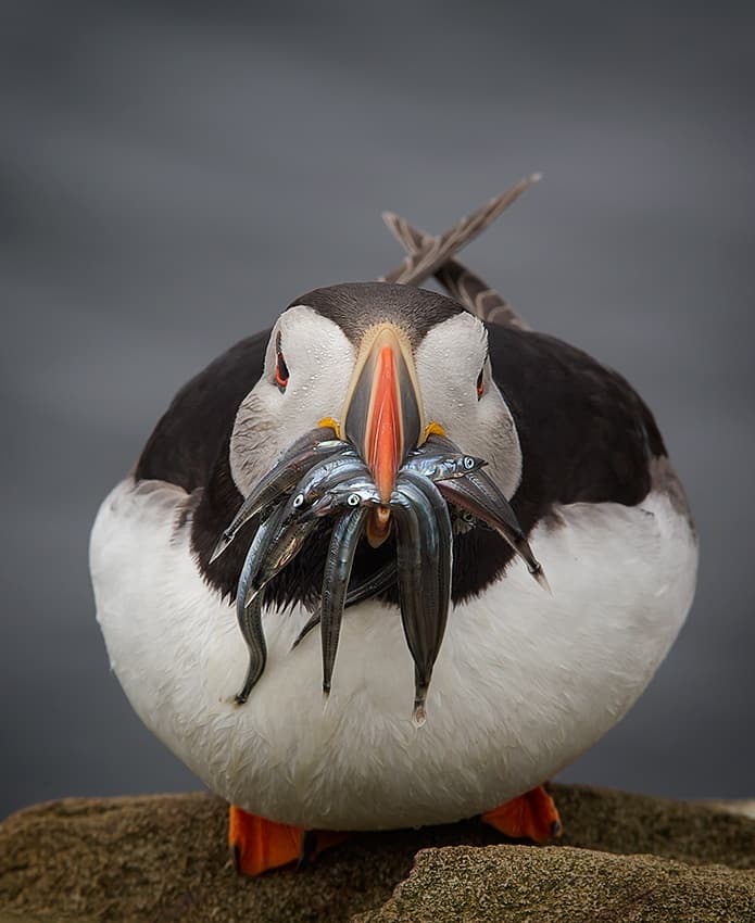 Puffin's Abundant Catch by Fabiola Forns — canvas wall art