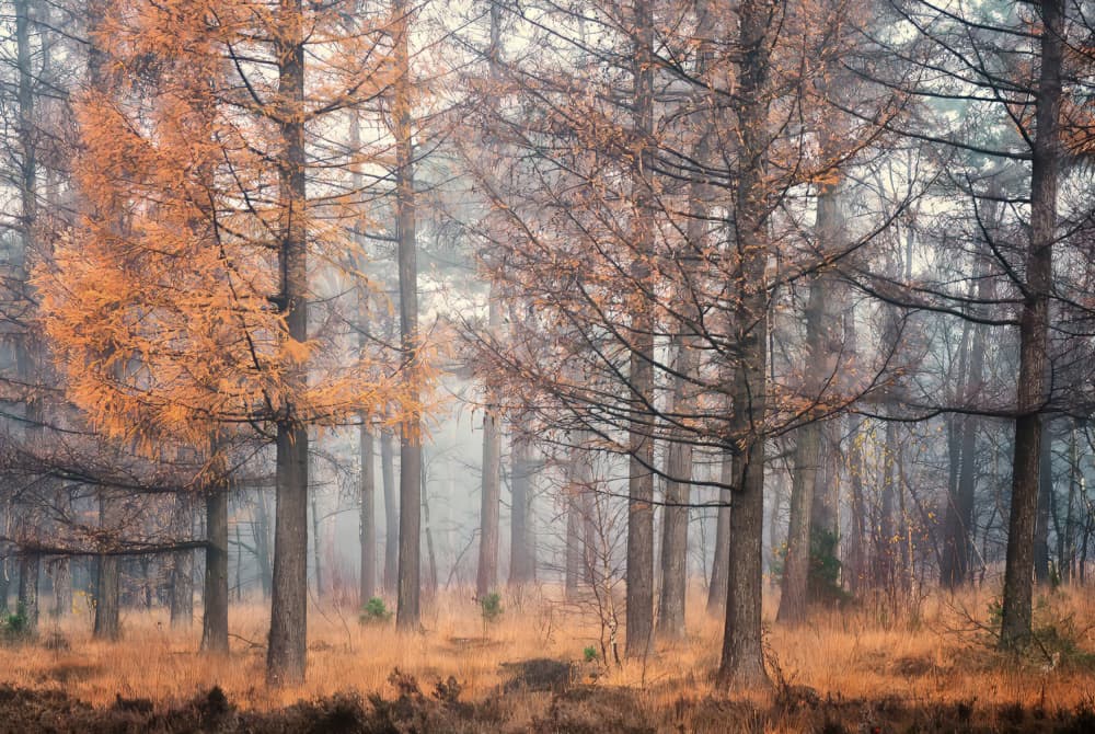 Misty Autumn Forest by Ria Groot Zevert — canvas wall art