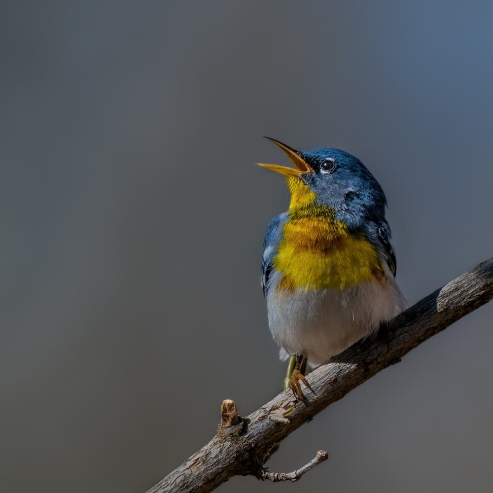 Singing Warbler On Branch by Jacob (Jian) Xu — canvas wall art