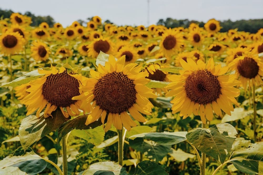 Sunny Sunflower Field by Del Mundo Imagery — canvas wall art