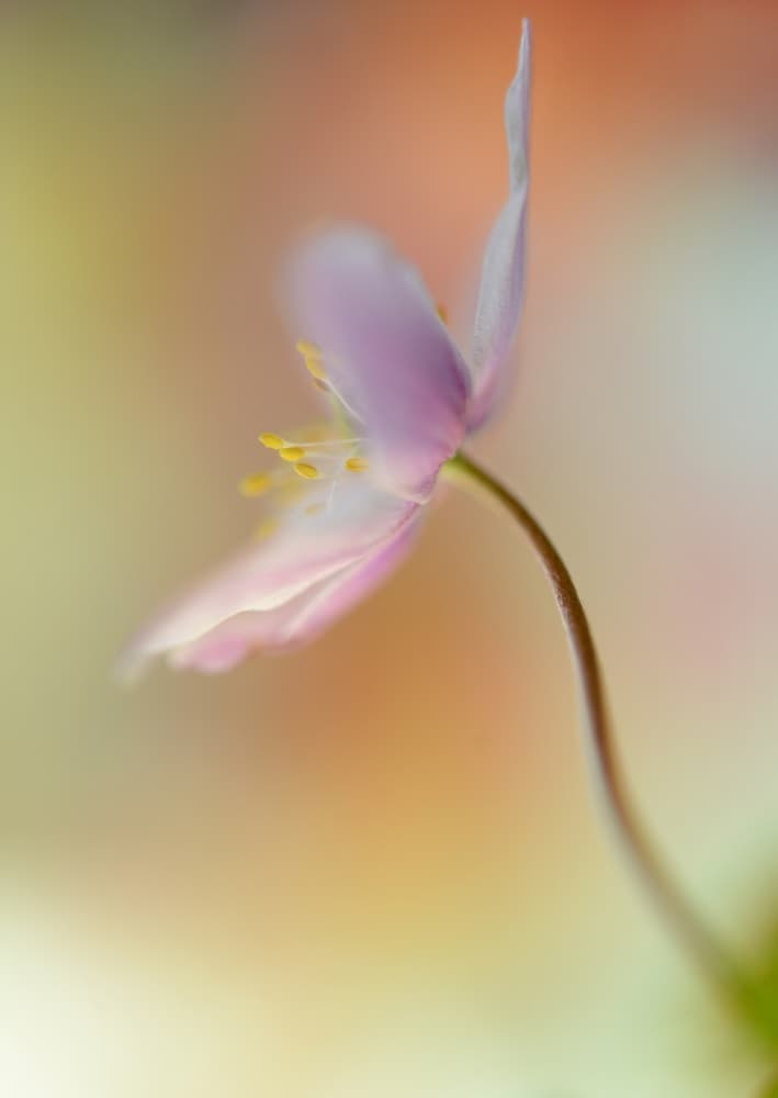 Delicate Pink Flower by Heidi Westum — canvas wall art