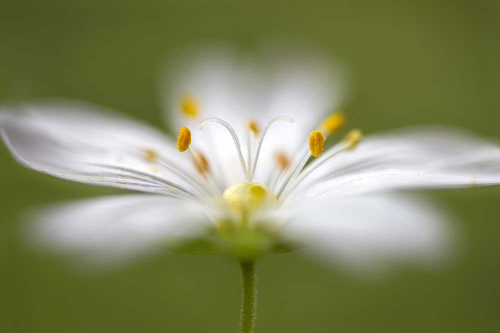 Softly Stitchwort by Mandy Disher — canvas wall art