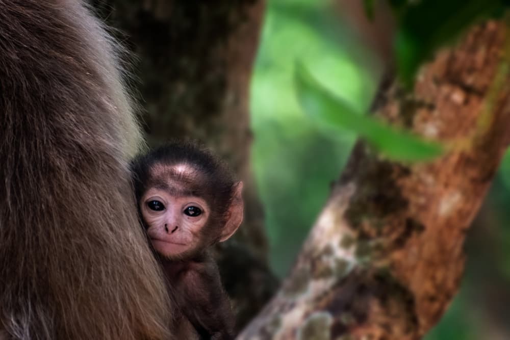 Baby Monkey Peeking by Partha Pritam Mahanta — canvas wall art