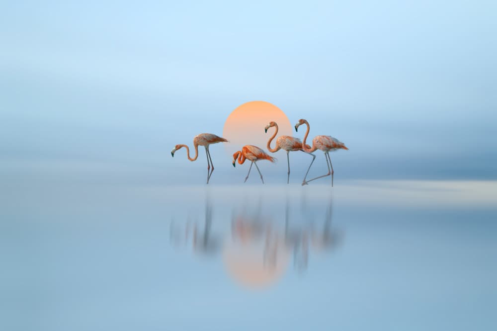 Pink Flamingos Golden Sunset by Larry Deng APA — canvas wall art