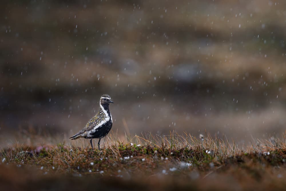 Golden Plover in Rain by Magnus Renmyr — canvas wall art