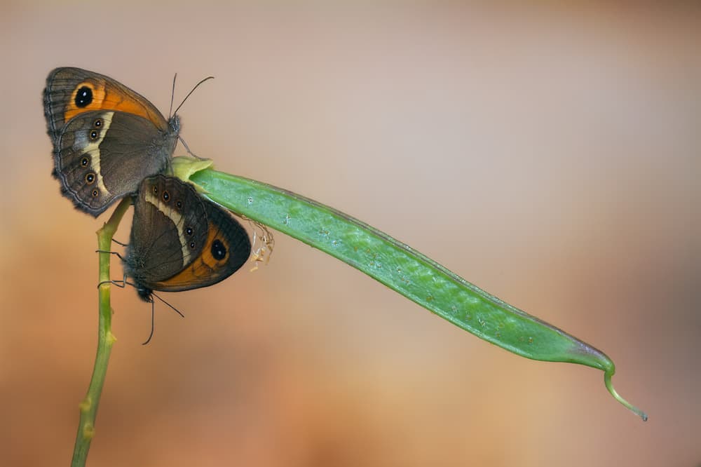 Butterfly Love On Green Pod by Jimmy Hoffman — canvas wall art