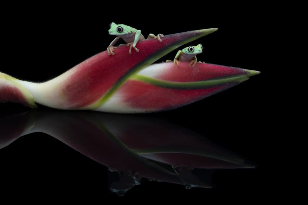 Green Frogs Calm Reflection by Louise Wolbers — canvas wall art