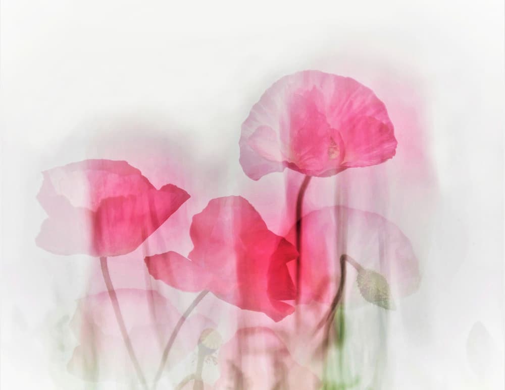 Pink Poppy Dream by Cindy Liu — canvas wall art