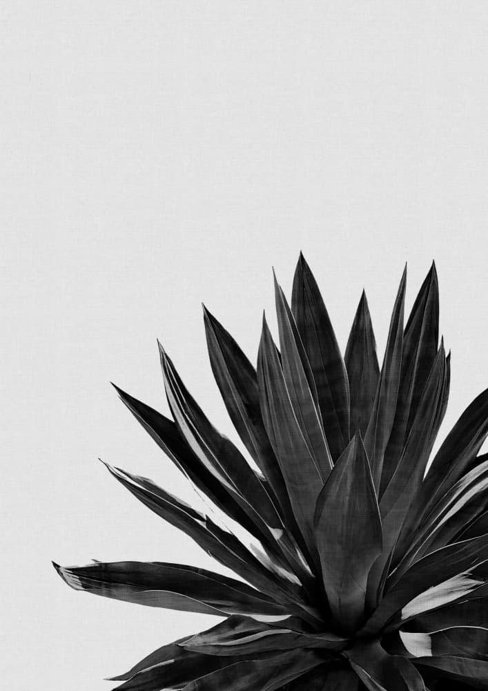 Black White Succulent Plant by Orara Studio — canvas wall art