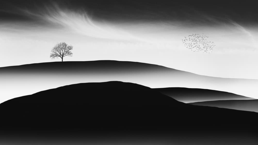 Solitary Tree View by Marchevca Bogdan — canvas wall art